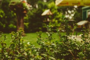 Luscious green garden photo