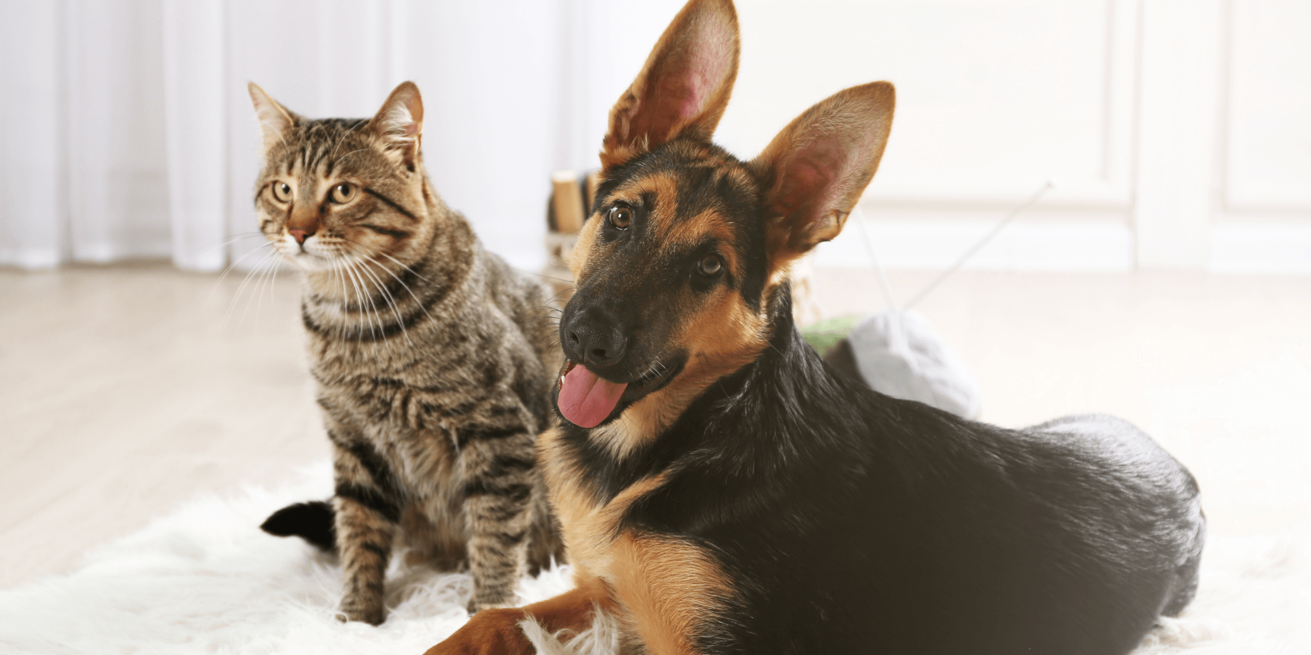 A cat and dog 